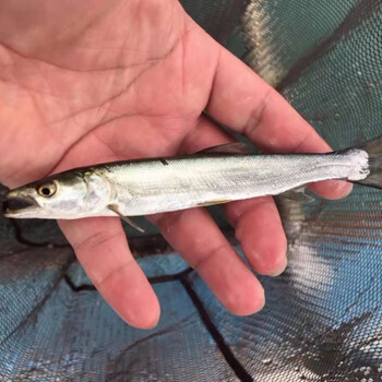 鳡鱼苗渔场繁殖路亚凶猛可长90斤3条2024公分