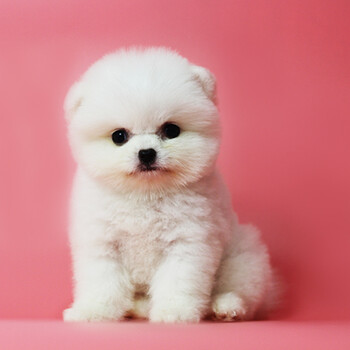 30天保障 纯种博美幼犬小型犬茶杯犬博美狗小体小俊介球体茶杯狗宠物狗黄白色狗小型博美犬长不大狗活体白色 图片价格品牌报价 京东
