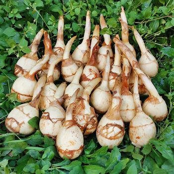 新鲜茨菇白茨菇现挖现发农家自种白茨菇 粉糯茨菰白