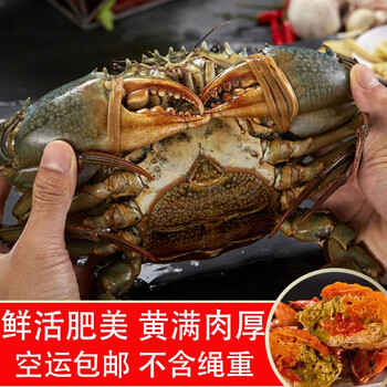 不含绳重 致天鲜螃蟹鲜活特大青蟹肉蟹红膏蟹红鲟非三门大螃蟹海蟹活体尝鲜1斤装 1公1母 图片价格品牌报价 京东