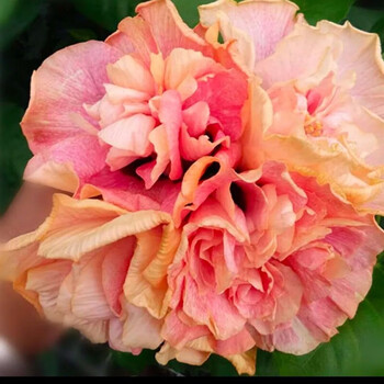 扶桑花苗盆栽木瑾花芙蓉花多色重瓣四季开花室内绿化苗千禧3年苗