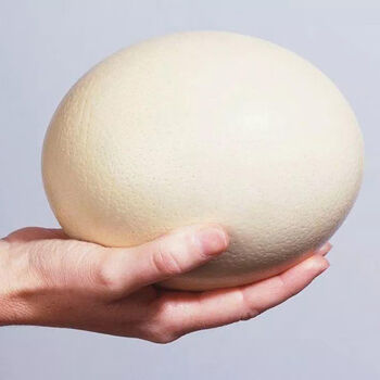 新鲜非洲鸵鸟蛋 养殖场直销 大量新鲜批发 斓维品 普通快递 鸵鸟蛋单