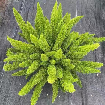 澜郜狐尾天门冬盆栽小苗庭院阳台花卉植物四季常青趣味绿植落新妇好养