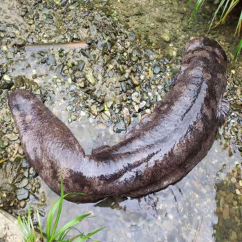 流連灣現撈現發娃娃魚活魚鮮活食用水產大鯢批發營養生態養殖淡水魚