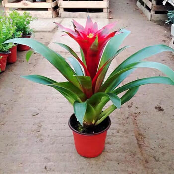 流彗鸿运当头花鸿运当头盆栽带花室内客厅花卉植物大红花年宵花办公