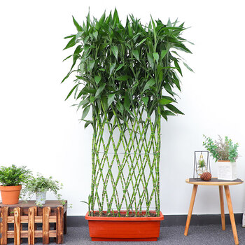 植间道富贵竹笼植物室内卧室客厅大型绿植净化空气办公室阳台盆栽一帆