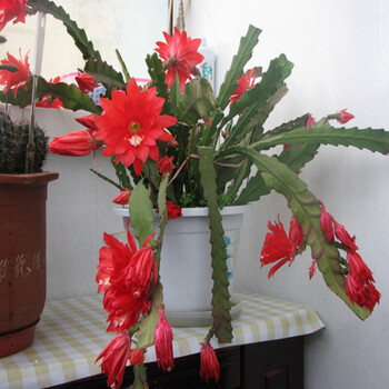 令箭荷花苗 多肉植物  花卉盆栽 令箭荷花 盆栽花卉 令箭荷花苗 红色