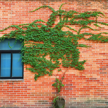 采梦  爬山虎树苗爬藤植物攀援爬墙植物盆栽藤蔓藤本植物庭院围墙观赏