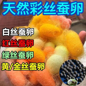 蚕宝宝活体春蚕七彩蚕卵儿童学生养蚕套装小蚕1龄234龄带新鲜桑叶七彩