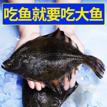 口魚鰈魚整條鴉片魚偏口魚鮮活冷凍深海魚 6條裝【店長】【圖片 價格