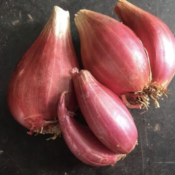 四川红葱头新鲜干香葱木葱四季葱火葱小葱食用种植蔬