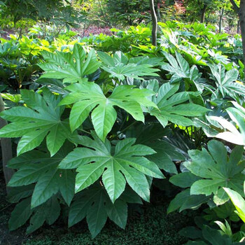 耐阴耐寒八角金盘小苗地被观叶植物好养庭院绿化苗木四季常青树苗一件