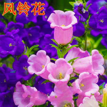丹麦风铃草风铃花种子灯笼花植物紫斑复瓣蓝色垂吊重瓣