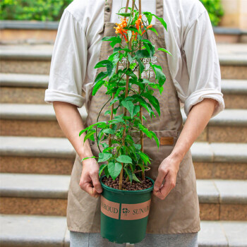 春沭炮仗花盆栽四季常青庭院陽臺爬藤開花植物爬牆攀爬花卉炮仗花1一