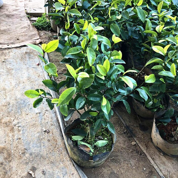 含笑花盆栽树苗室内庭院浓香型绿植盆栽年宵花卉20cm冠幅含笑带花苞