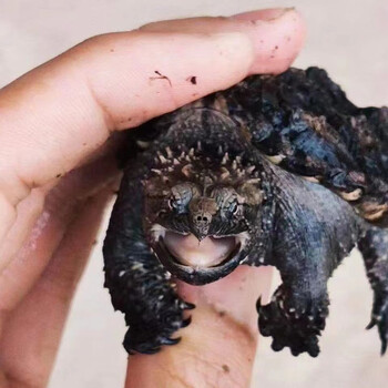 爆刺原种纯佛黑佛黄金甲白头佛原种纯佛鳄龟纯佛鳄龟修长蛋甲型228块