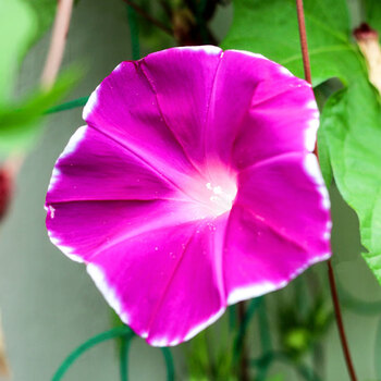 歌传大牵牛花种子爬藤喇叭花种籽四季易种易活花种籽子四季种开花不断