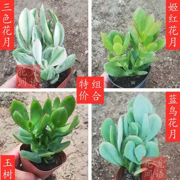 芊阙 轻奢淑离 Shuli 多肉植物新花月锦姬红花月花月锦玉树卷叶海带知更鸟蓝鸟抖音网红sn1311 套餐四颗盆 图片价格品牌报价 京东 芊阙 轻奢淑离 Shuli 多肉植物新花月锦姬红花月花月锦玉树卷叶海带知更鸟蓝鸟抖音网红sn1311 套餐四颗盆 图片价格品牌报价 京东