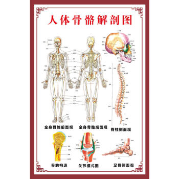 人體肌肉解剖圖掛圖人體內臟結構圖全身器官分佈穴位圖人體骨骼圖z124