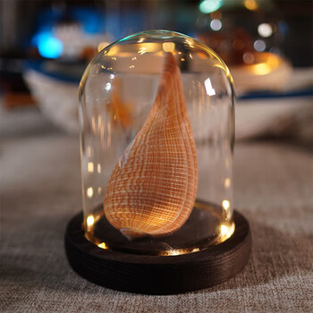 伽木撕天然真海螺贝壳海星海胆标本工艺品摆件家居饰品海边贝壳纪念品