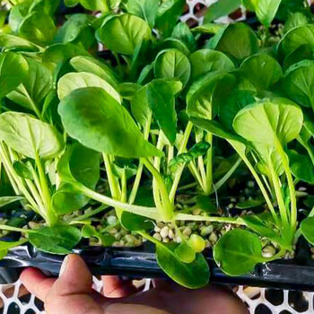 北蔬 乌塌菜苗耐寒蔬菜苗山东冬寒菜 乌塌菜苗 20棵