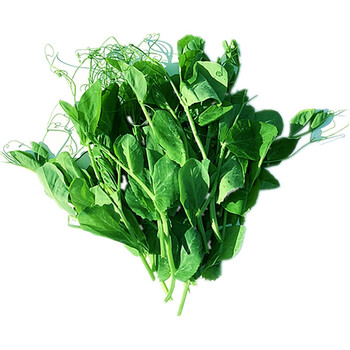 现摘新鲜豌豆苗豌豆头豌豆豌豆尖龙须菜火锅菜5斤装 1斤