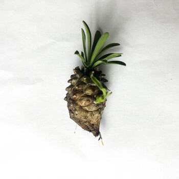 植果缘(fruit border)铁甲麒麟峨眉山多肉植物群生盆栽韩国进口小菠萝