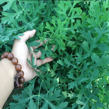 黎昕防风种子野生特级北防风种籽精选四季新鲜种植苗500克防风种子300