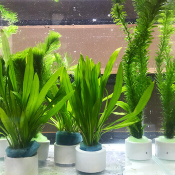 鱼缸水草植物活无土水养水草活体鱼缸草缸造景懒人草易活好养蜈蚣迷你