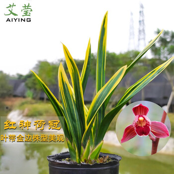 発行塗抹でる矮性種花 Musen Portal Jp