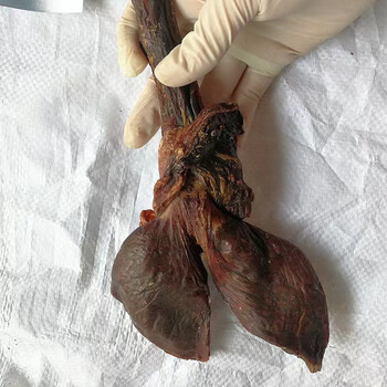 成年特大驴鞭 1条 干驴鞭带蛋驴鞭泡酒料煲汤料  磨粉有马鞭 驴鞭一条