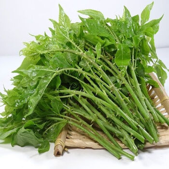 贵妃鲜(guifeixian)四川新鲜野菜白刺尖:勒菜苦刺菜簕菜苦刺心白 