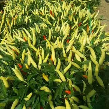 苗特辣朝天椒椒蔬菜苗西红柿茄子苗带土盆栽秧苗抖音sn6812 小米辣