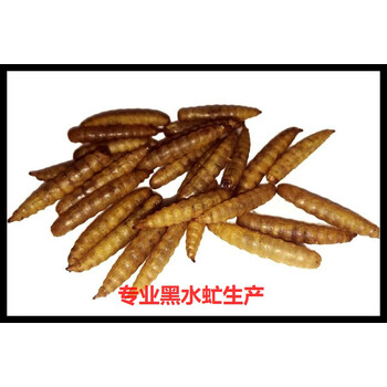 黑水虻活体幼虫鱼饵翘嘴钓鱼用活虫子面包虫活饵料红虫高蛋白饲料