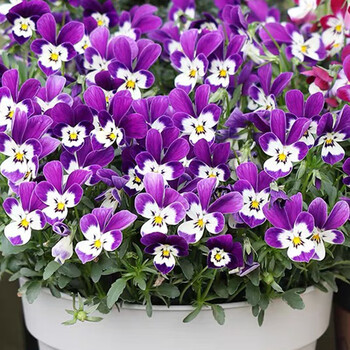 纳格兰三色堇花种子盆栽小兔子角堇花种子花盆栽春天花种易种小角堇白紫色400粒 肥料 图片价格品牌报价 京东