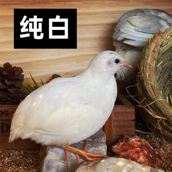 ajaj芦丁鸡活体迷你观赏鸡 下蛋网红萌宠 全色系颜色适合家养萌宠包活