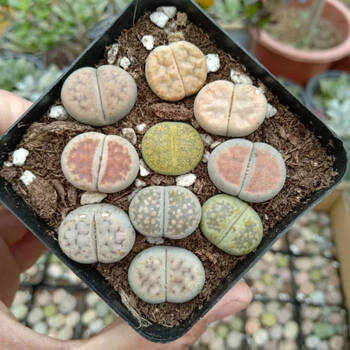 多肉植物生石花多肉植物屁股花肉肉防辐射南非p石头花桌面盆栽屁股花1公分 混色8个 根部带土 图片价格品牌报价 京东