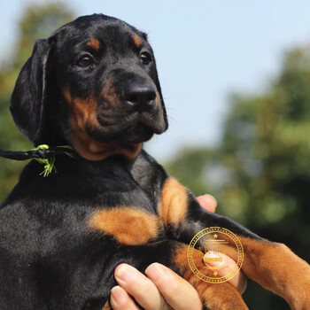 麦比佳(mobius)杜宾犬幼犬活体宠物狗狗 纯种杜宾犬狩猎狗大型犬猛犬
