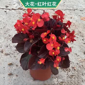 海棠花盆栽玻璃翠重瓣丽格海棠盆栽室内花卉t0 大花红叶红花带盆栽好 图片价格品牌报价 京东