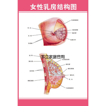 解剖圖 醫院宣傳掛圖子宮 婦科海報宮頸疾病示意圖 女性乳房結構圖