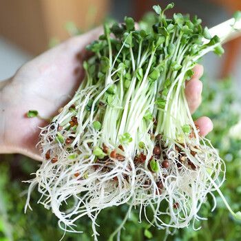 大禹萝卜苗芽苗菜种子水培豌豆苗大麦种籽寿禾青萝卜苗种子100g