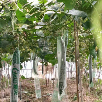 旭力苦瓜套袋丝瓜黄瓜节瓜水果专用套袋防虫套袋全木浆防水防虫袋子