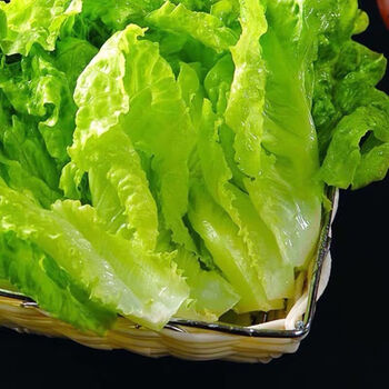 四季甜脆玻璃生菜种子脆嫩生吃生菜种籽阳台四季盆栽春季蔬菜种孑 四