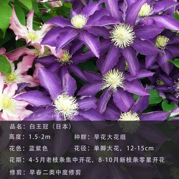 铁线莲大苗爬藤植物小中大苗重瓣大花藤本攀爬花卉花墙白王冠51cm含80