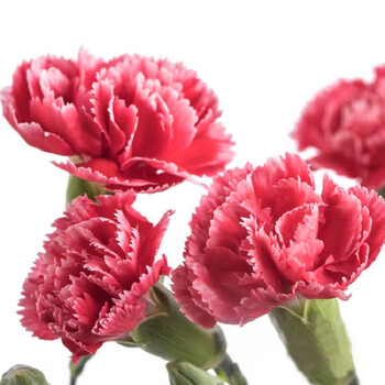 昆明基地直发鲜花礼品送女友生日礼物[多头康乃馨]20支多品种 斯嘉丽