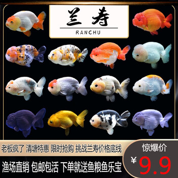 兰寿金鱼珍珠蝶尾鎏金精品活体鱼观赏鱼苗冷水鱼淡水鱼闯缸鱼兰寿随机8 10cm1条 图片价格品牌报价 京东
