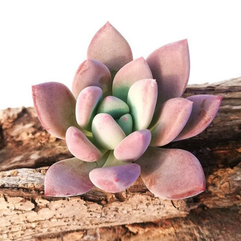 生带盆栽好肉肉植物组合迷你小盆栽 1颗奥普琳娜小苗约4厘米【裸根】