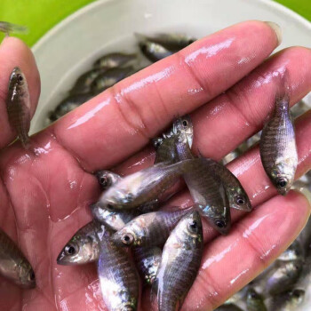 藍鰓太陽魚雜交金邊太陽魚苗太陽魚淡水養殖冷水小型魚原生活體12月30