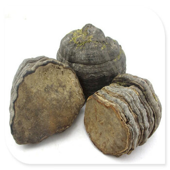 古今润方黄山马蹄灵芝 木蹄灵芝长白山木蹄灵芝可切片 木蹄灵芝 50克