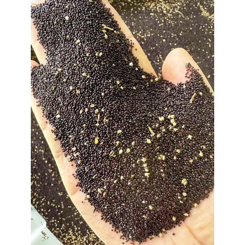 楓隅雪樱子种子四季播种用种籽籽 雪樱子种子一斤